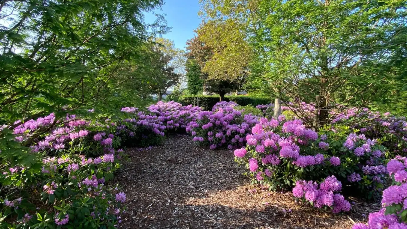 tuin