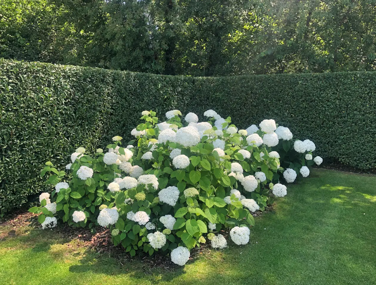 tuin