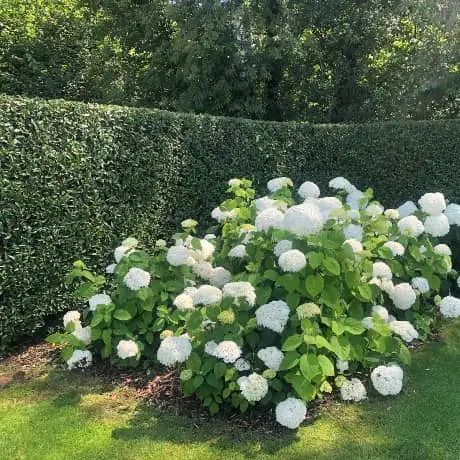 tuin